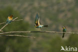 European Bee-eater (Merops apiaster)