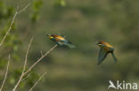 European Bee-eater (Merops apiaster)