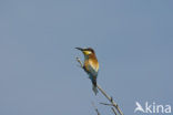 European Bee-eater (Merops apiaster)