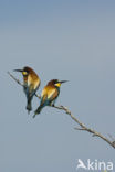 European Bee-eater (Merops apiaster)