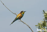 European Bee-eater (Merops apiaster)