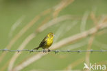 European Serin (Serinus serinus)