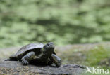 Europese moerasschildpad (Emys orbicularis)