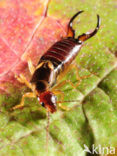 European earwig (Forficula auricularia)