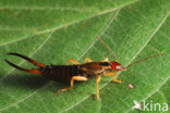 Europese oorworm (Forficula auricularia)