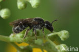 Fijngestippelde groefbij (Lasioglossum punctatissimum)