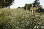 Cow Parsley (Anthriscus sylvestris)