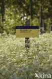 Cow Parsley (Anthriscus sylvestris)