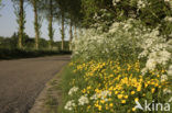 Cow Parsley (Anthriscus sylvestris)