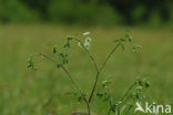 Cow Parsley (Anthriscus sylvestris)