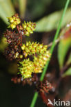 Gagel (Myrica gale)