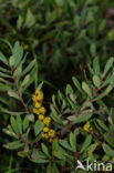 Gagel (Myrica gale)