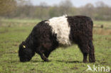 Galloway Cow (Bos domesticus)