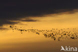 Goose (Anser spec.)