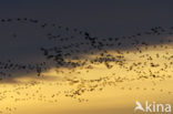 Goose (Anser spec.)