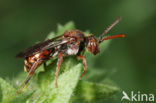 Wasp-bee (Nomada guttulata)