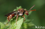 Gedrongen wespbij (Nomada guttulata) 