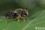 cuckoo bee (Stelis punctulatissima)