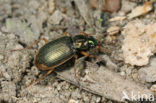 Geelrandfluweelloper (Chlaenius vestitus)