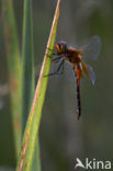 Geelvlekheidelibel (Sympetrum flaveolum)