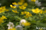 Yellow Anemone (Anemone ranunculoides)