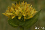 Yellow Gentian (Gentiana lutea)