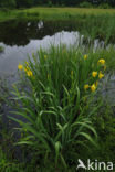 Gele lis (Iris pseudacorus)