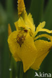 Gele lis (Iris pseudacorus)