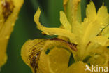 Gele lis (Iris pseudacorus)