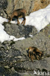 Chamois (Rupicapra rupicapra)