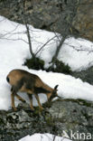 Chamois (Rupicapra rupicapra)