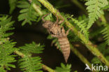 Gewone bronlibel (Cordulegaster boltonii) 