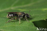 Gewone franjegroefbij (Lasioglossum sexstrigatum)