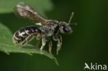 Gewone franjegroefbij (Lasioglossum sexstrigatum)