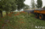 Field Poppy (Papaver rhoeas)