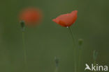 Field Poppy (Papaver rhoeas)