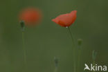 Gewone klaproos (Papaver rhoeas)