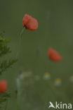 Field Poppy (Papaver rhoeas)