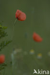 Gewone klaproos (Papaver rhoeas)