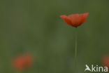 Gewone klaproos (Papaver rhoeas)