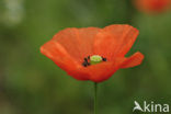 Gewone klaproos (Papaver rhoeas)