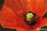 Gewone klaproos (Papaver rhoeas)