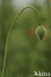 Gewone klaproos (Papaver rhoeas)