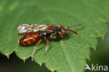 Gewone kleine wespbij (Nomada flavoguttata)