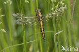 Black-tailed Skimmer (Orthetrum cancellatum)