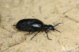 Oil beetle (Meloe proscarabaeus)