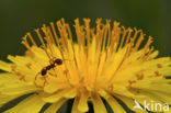 Common Dandelion (Taraxacum officinale)