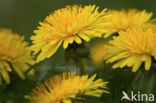 Gewone paardenbloem (Taraxacum officinale)