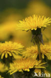 Gewone paardenbloem (Taraxacum officinale)