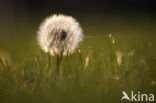 Gewone paardenbloem (Taraxacum officinale)